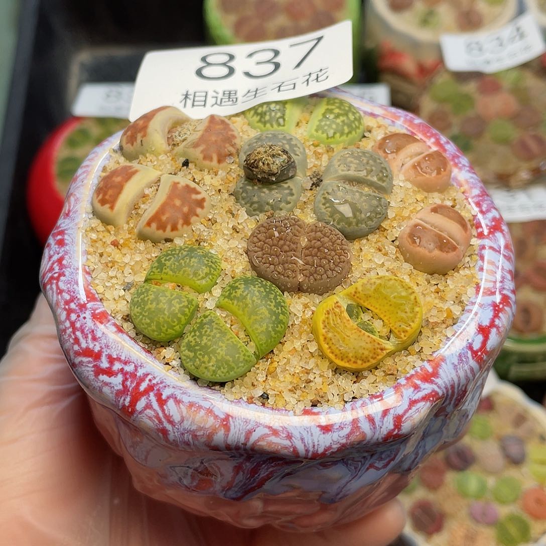 相遇生石花专拍837