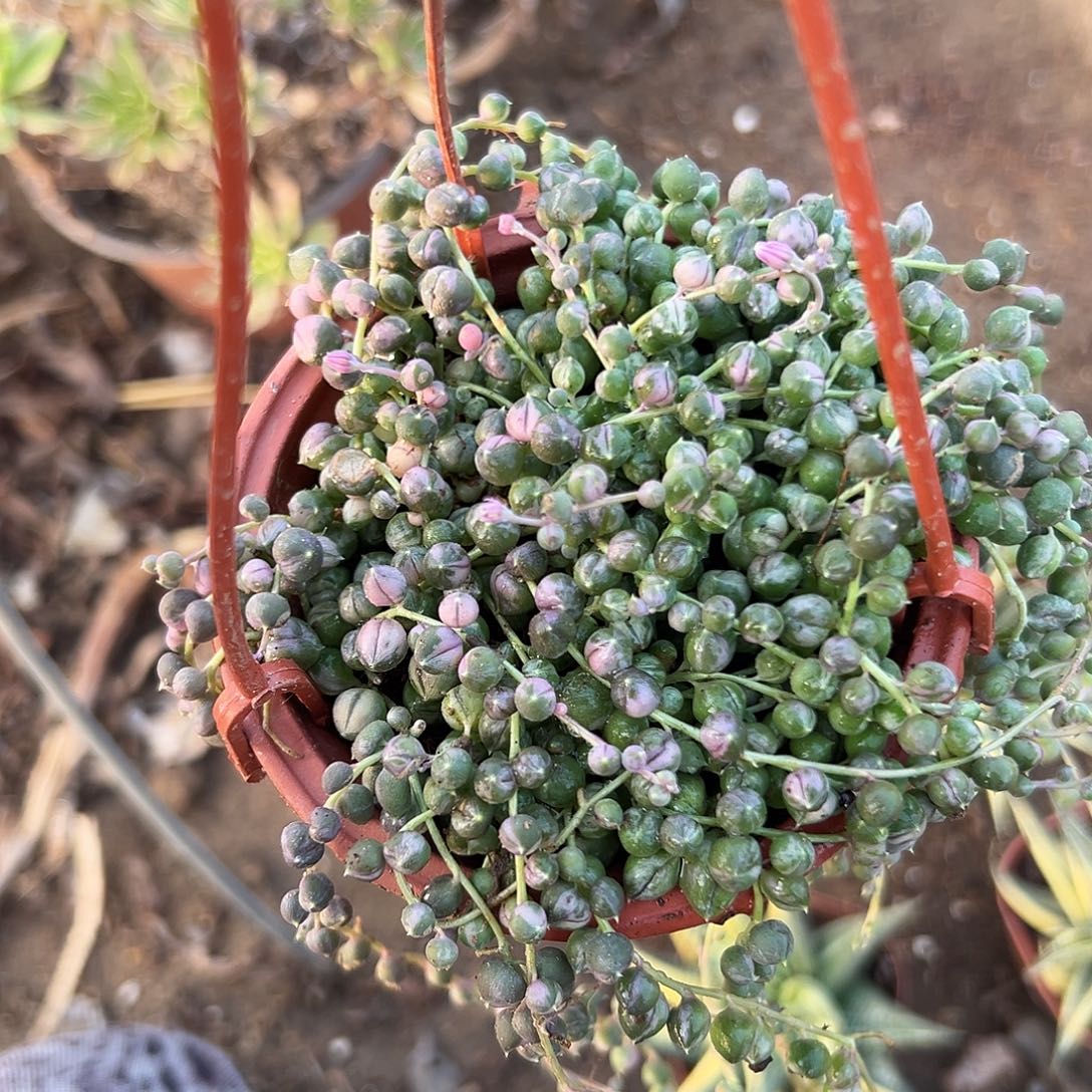 杜呃哦哦呃呃呃呃呃呃呃