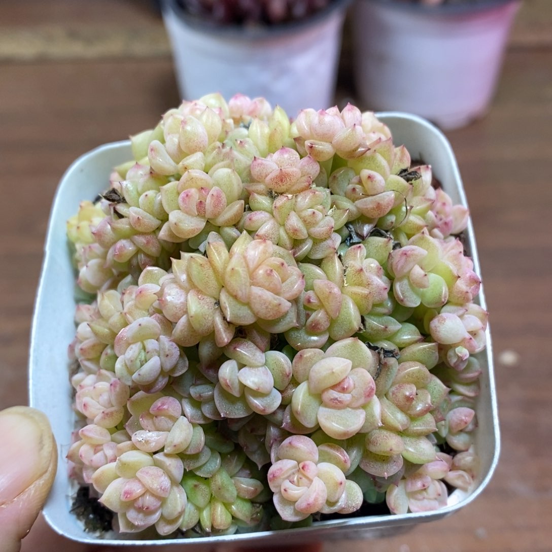 精品多肉一物一拍不包整172