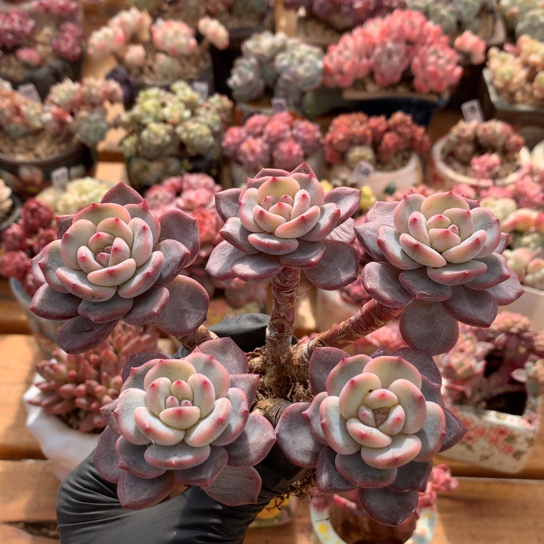 小****星影补差价一物一拍