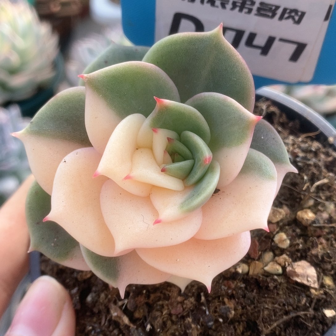 047锦锦锦锦锦锦
