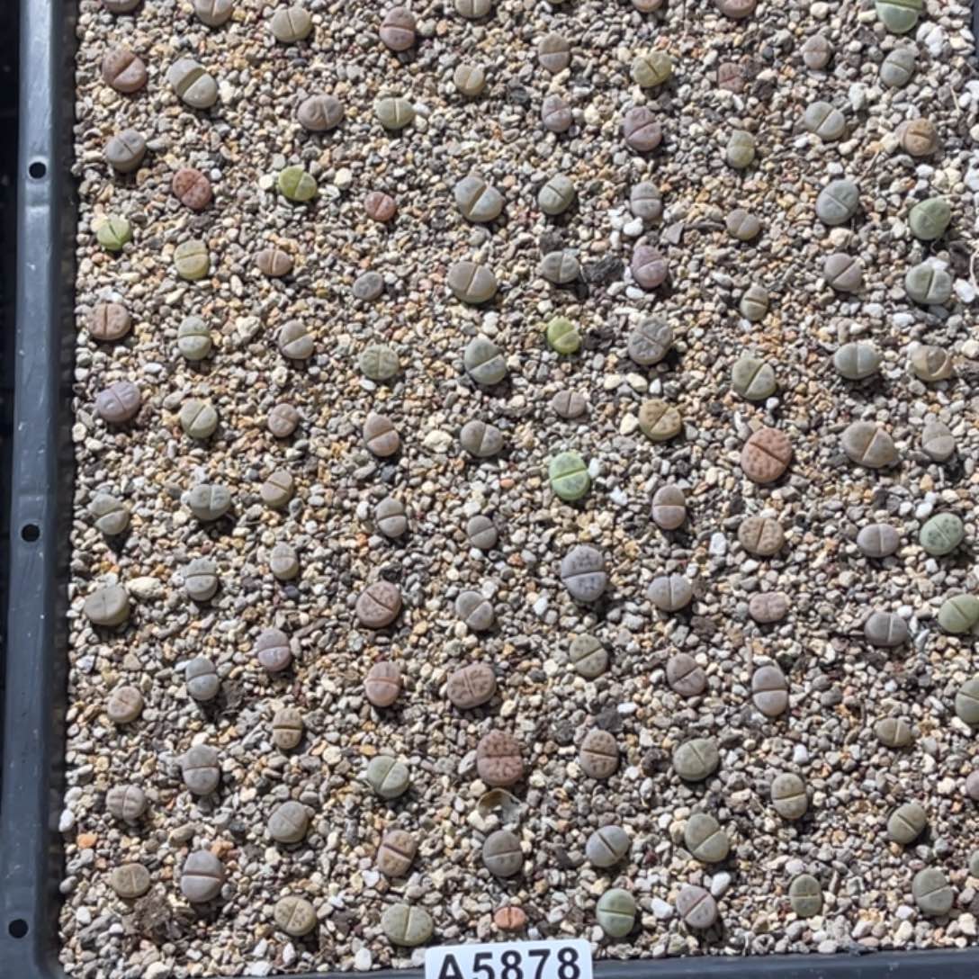 小***吗5878福利筐1不售后