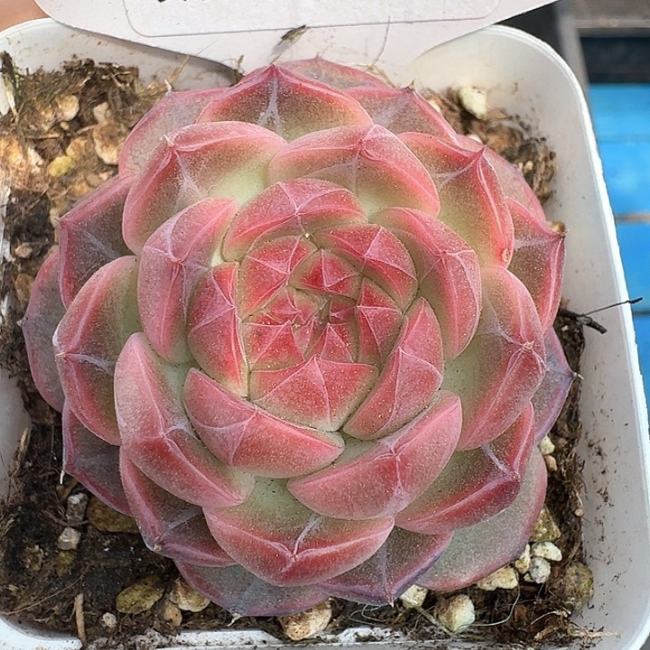 杂交多肉植物336