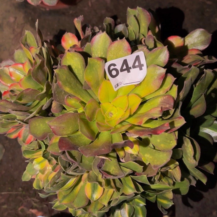 644香妃多肉植物不售后