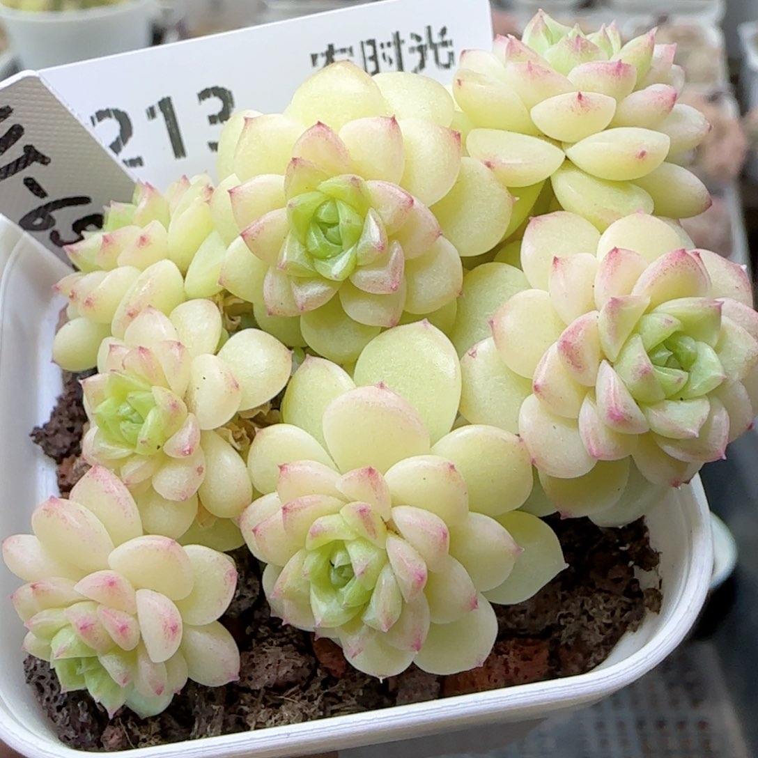 【闪购商品】0222-213（ht-65）