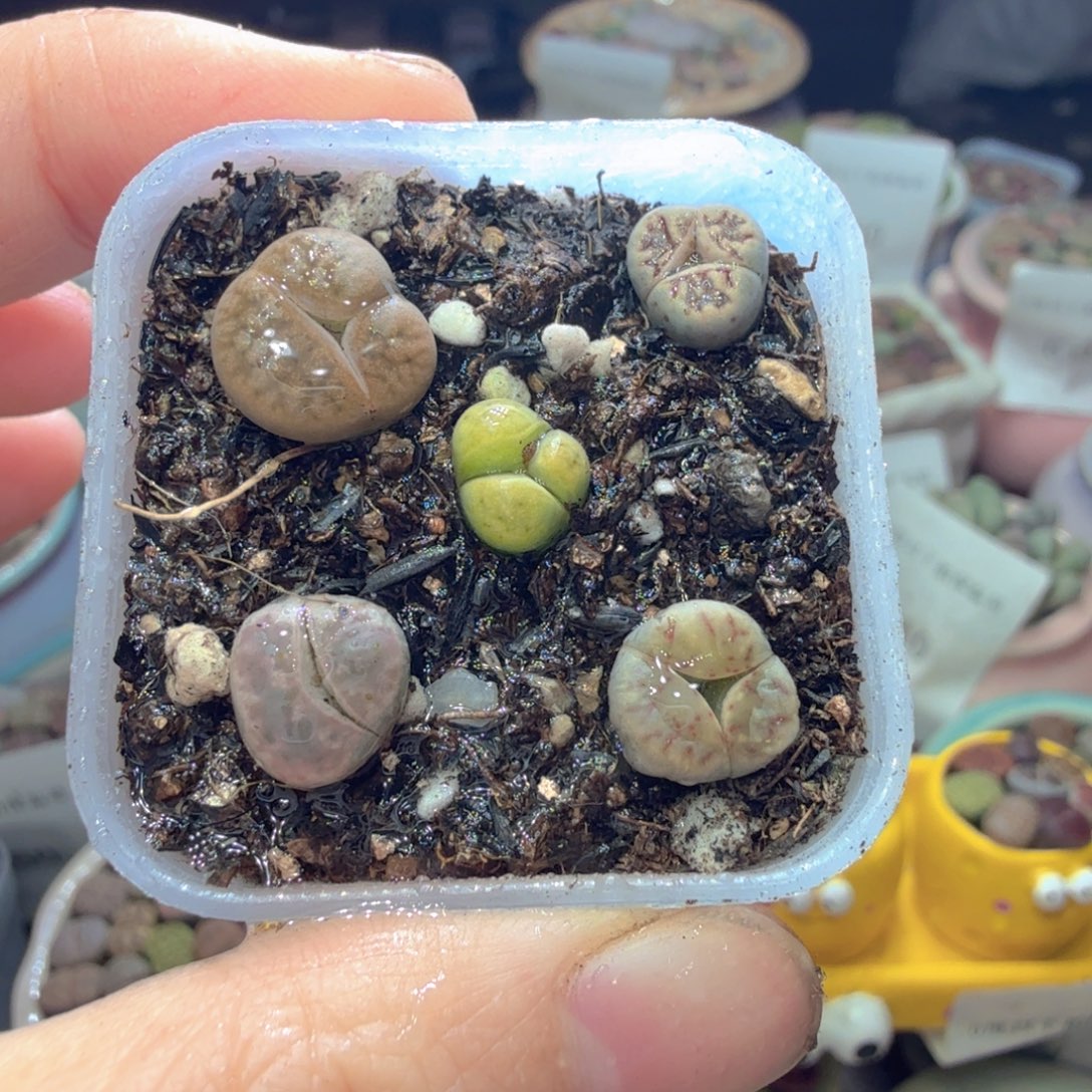 多肉植物福利冲698