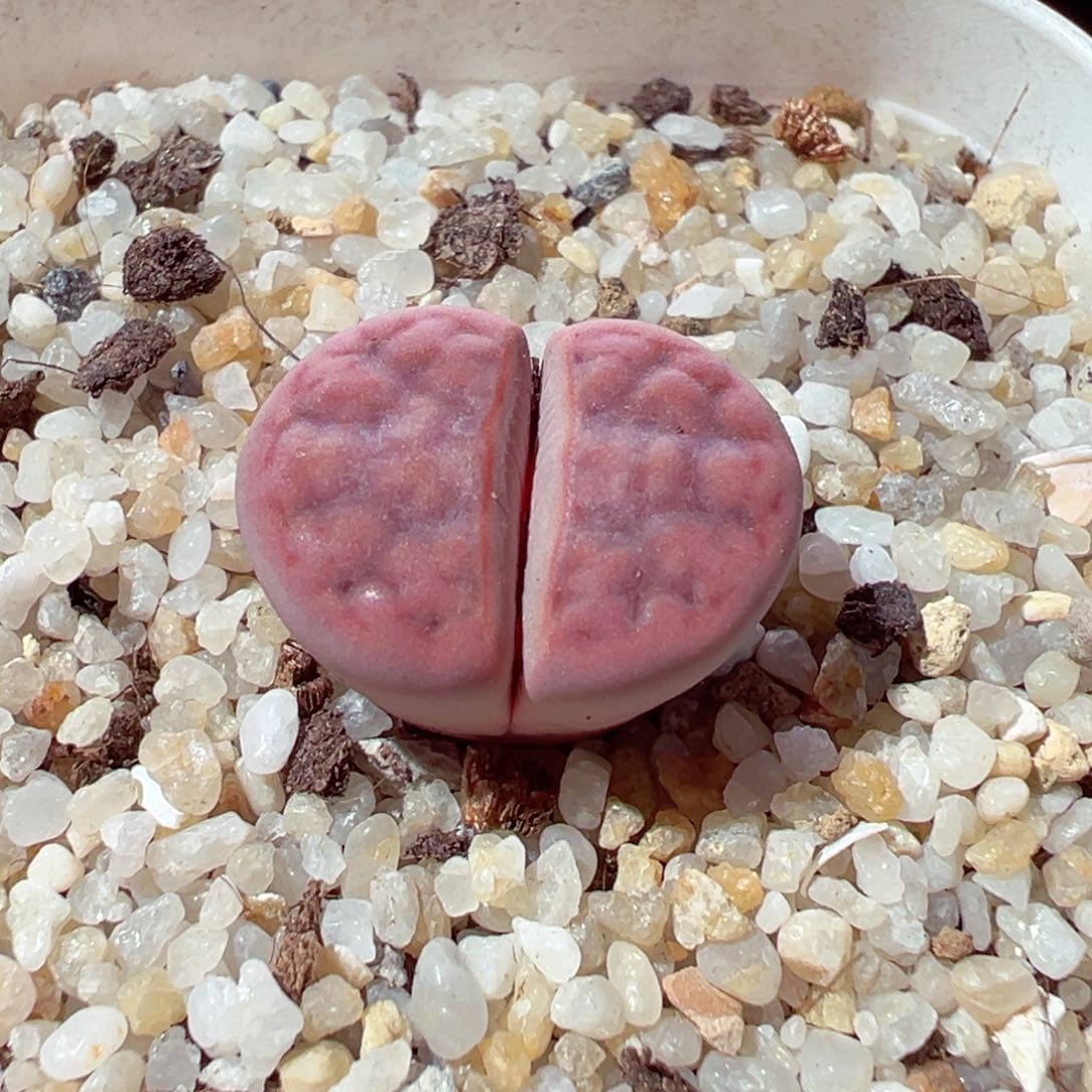 1208-138多肉多肉阿克玫瑰