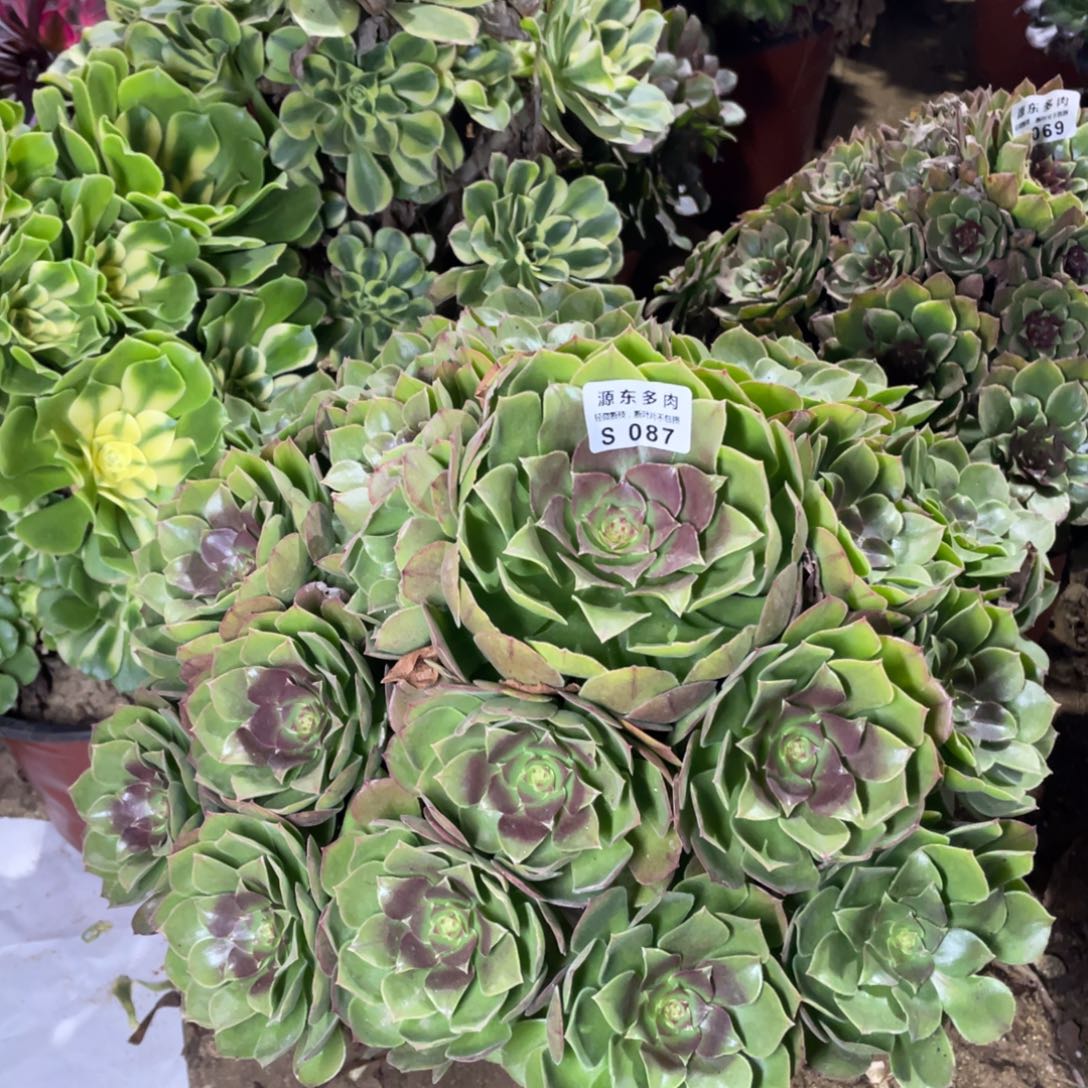 087万圣节多肉法师断枝不包