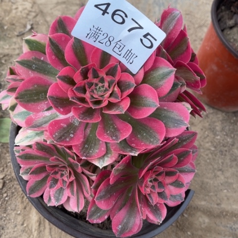 女巫多肉多肉4675