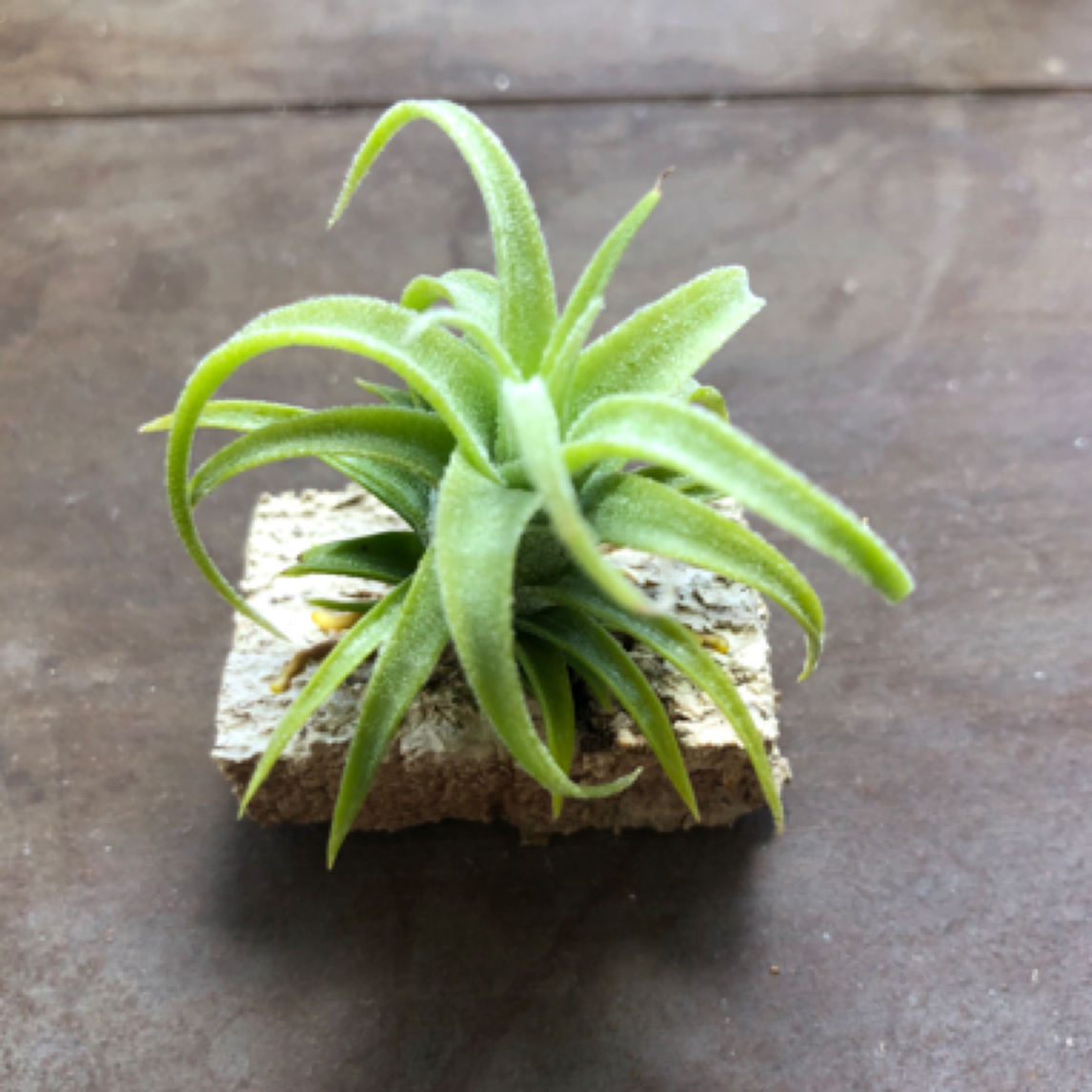 空气凤梨小电卷桌面植物