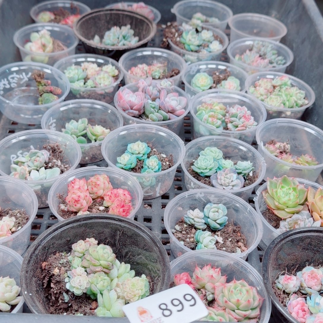 *****多肉植物多肉植物