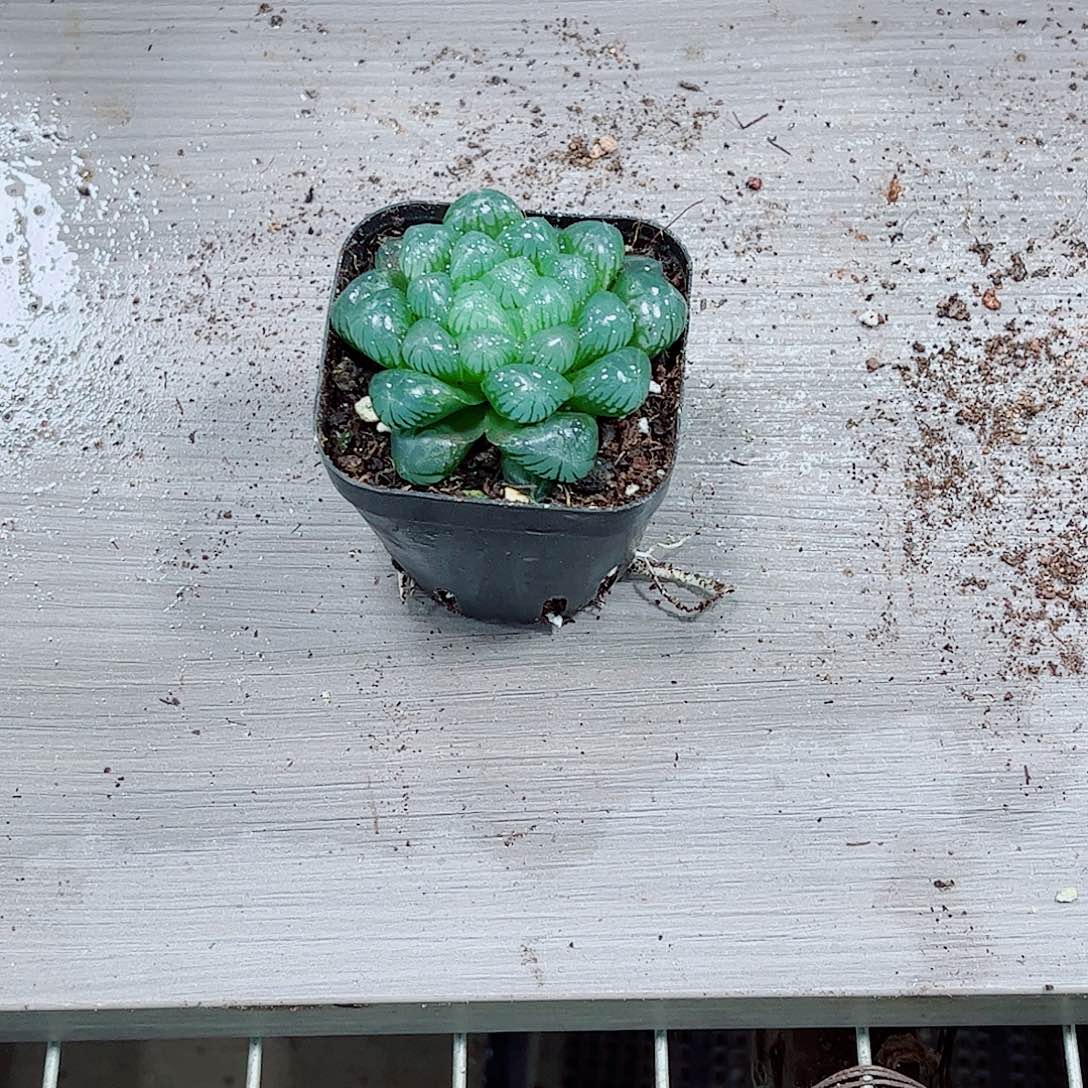 孔明灯玉露一勿一拍