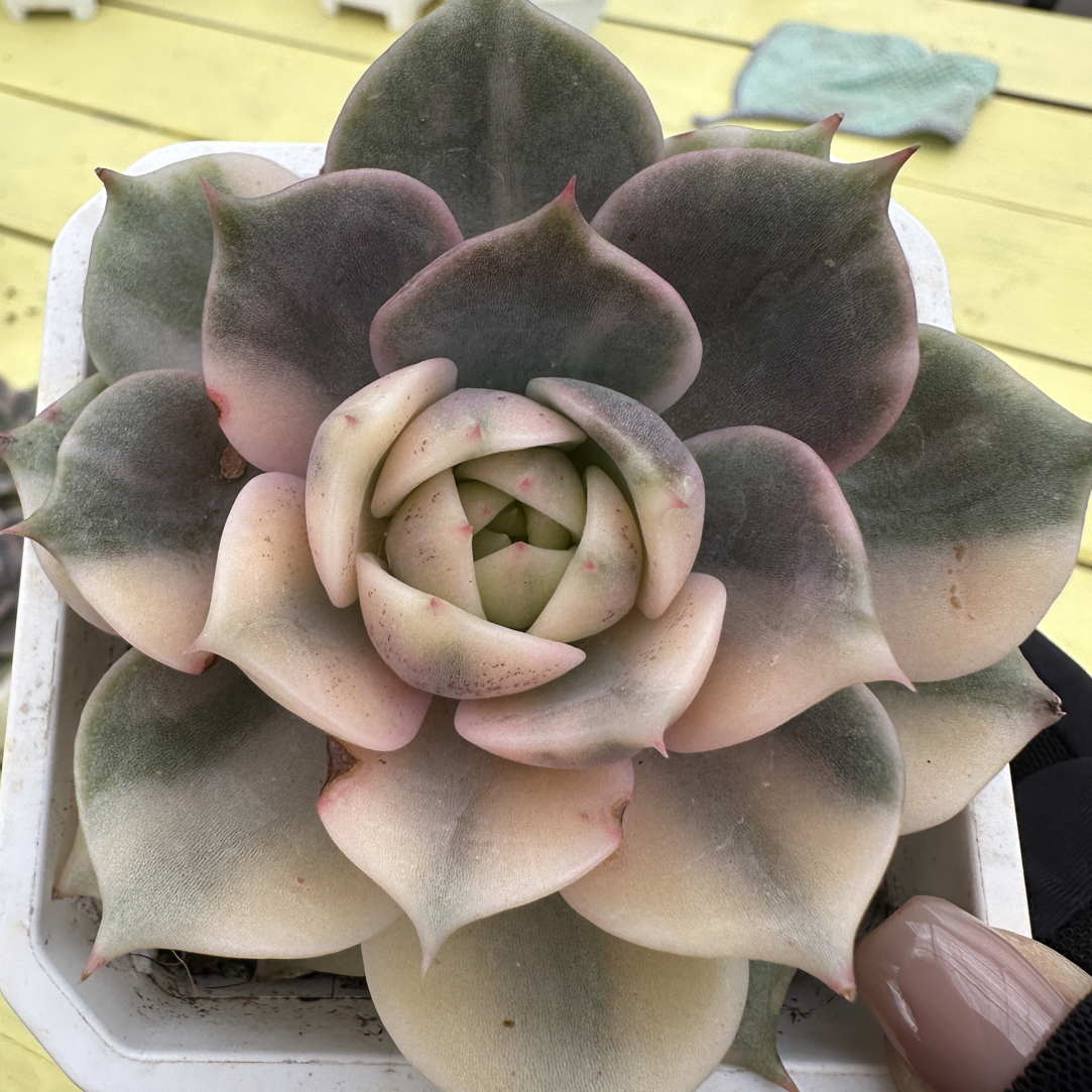 贝加尔湖锦，有疤
