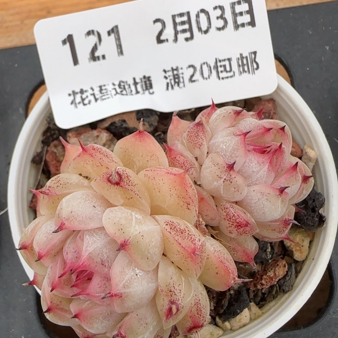 花语逸镜0203-121