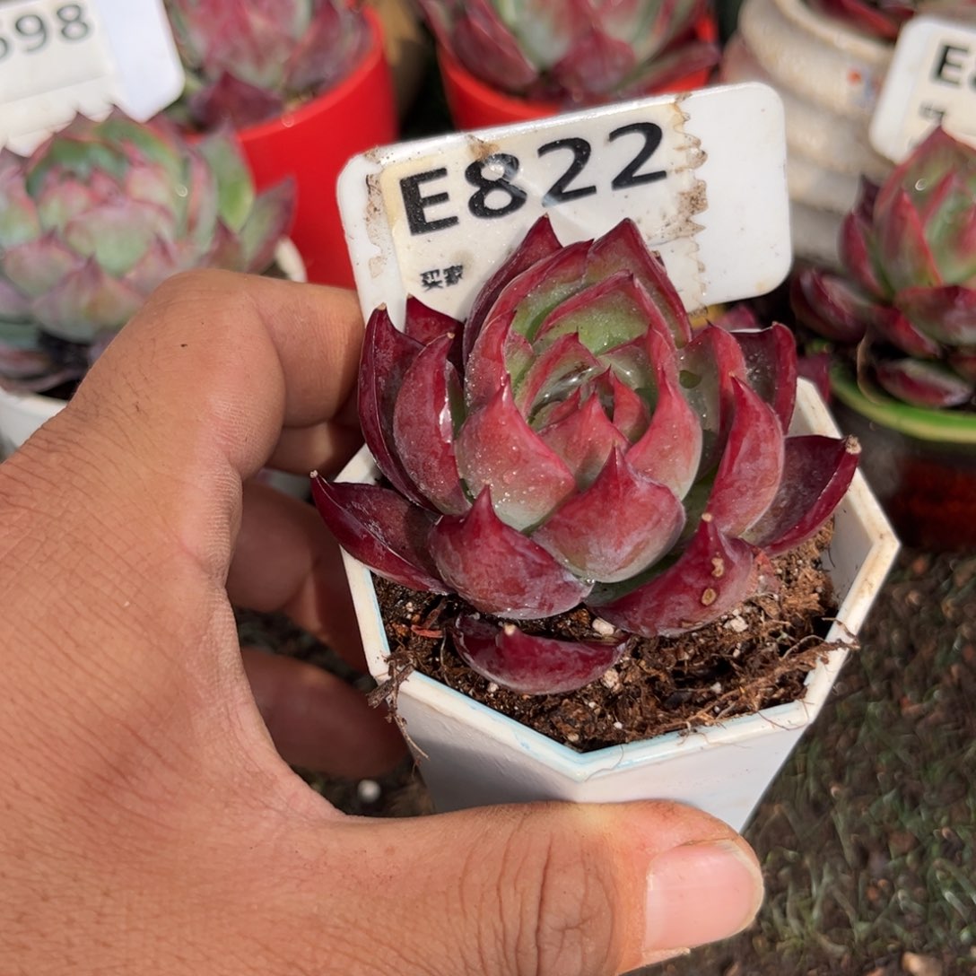 惊鸿一瞥822号多肉有瑕疵