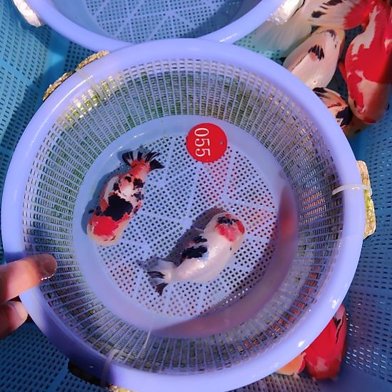 兰***哥金鱼055兰寿两只特价顺丰包邮