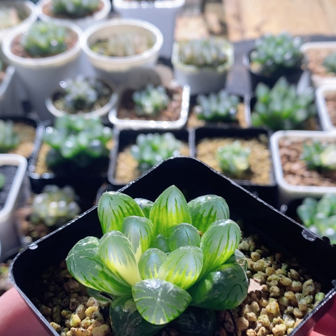 实生玉露锦多肉植物