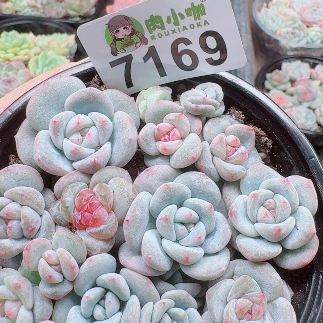 柚***~多肉植物多肉植物