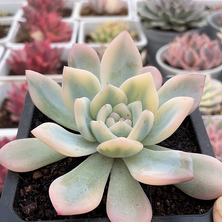 橙梦露锦。 锦龙多肉园艺