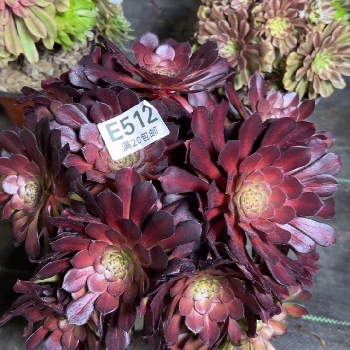 瑞妈一物一拍512