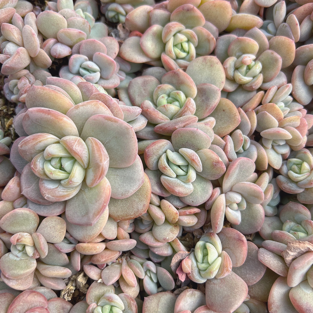 无状态星星珍妮多肉圆形盒切糕