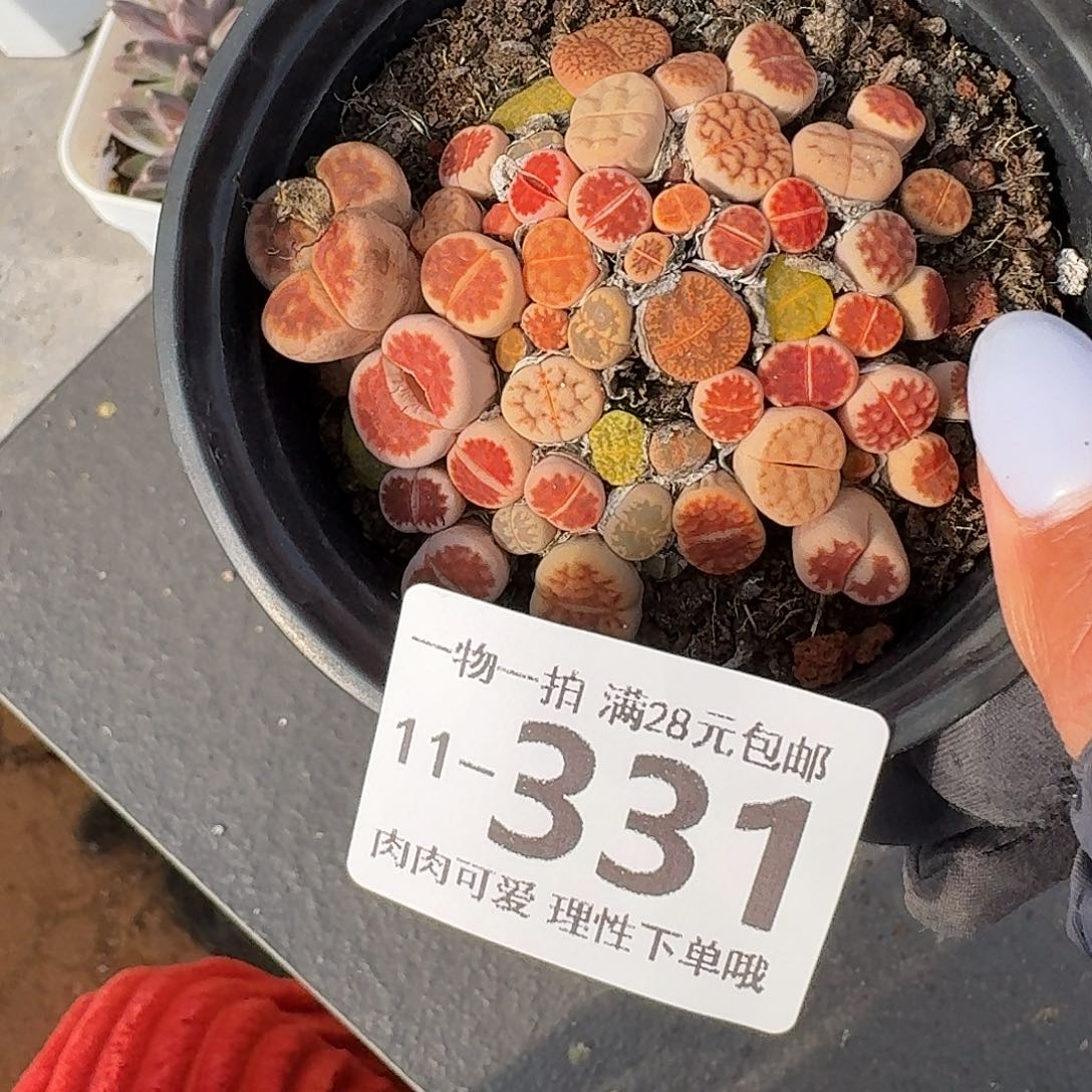 生石花无盆土发货无盆土发货无