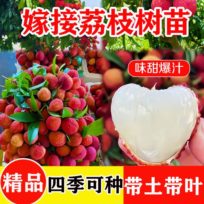 荔枝果树苗无核妃子笑冰荔正品嫁接阳台庭院盆栽地栽南北方大果