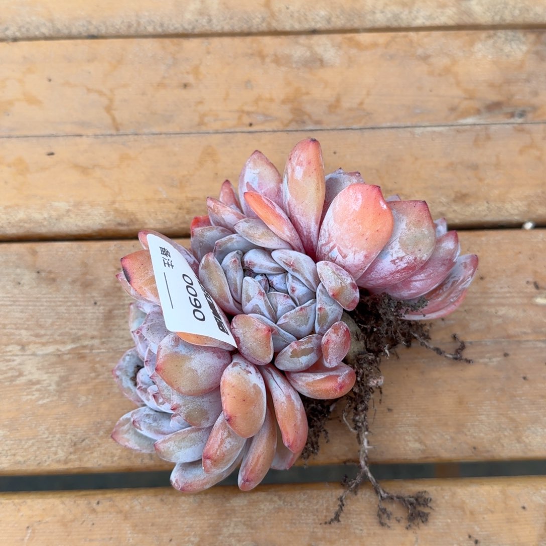 多肉植物石榴籽0090