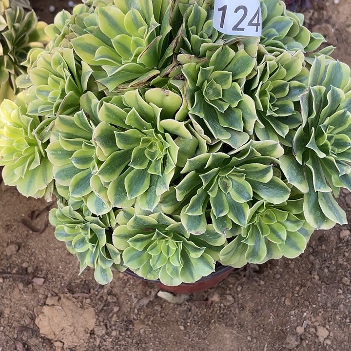 124绿豆沙对肉植物