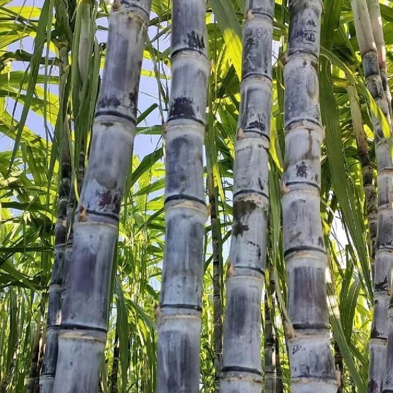 A广西黑皮甘蔗新鲜现砍当季水果脆甜多汁可榨汁孕妇水果