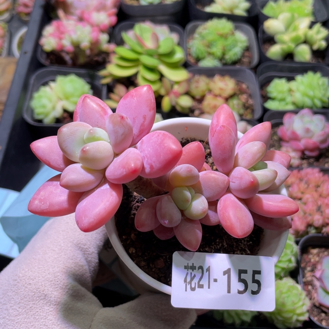 花利美21-155洛神