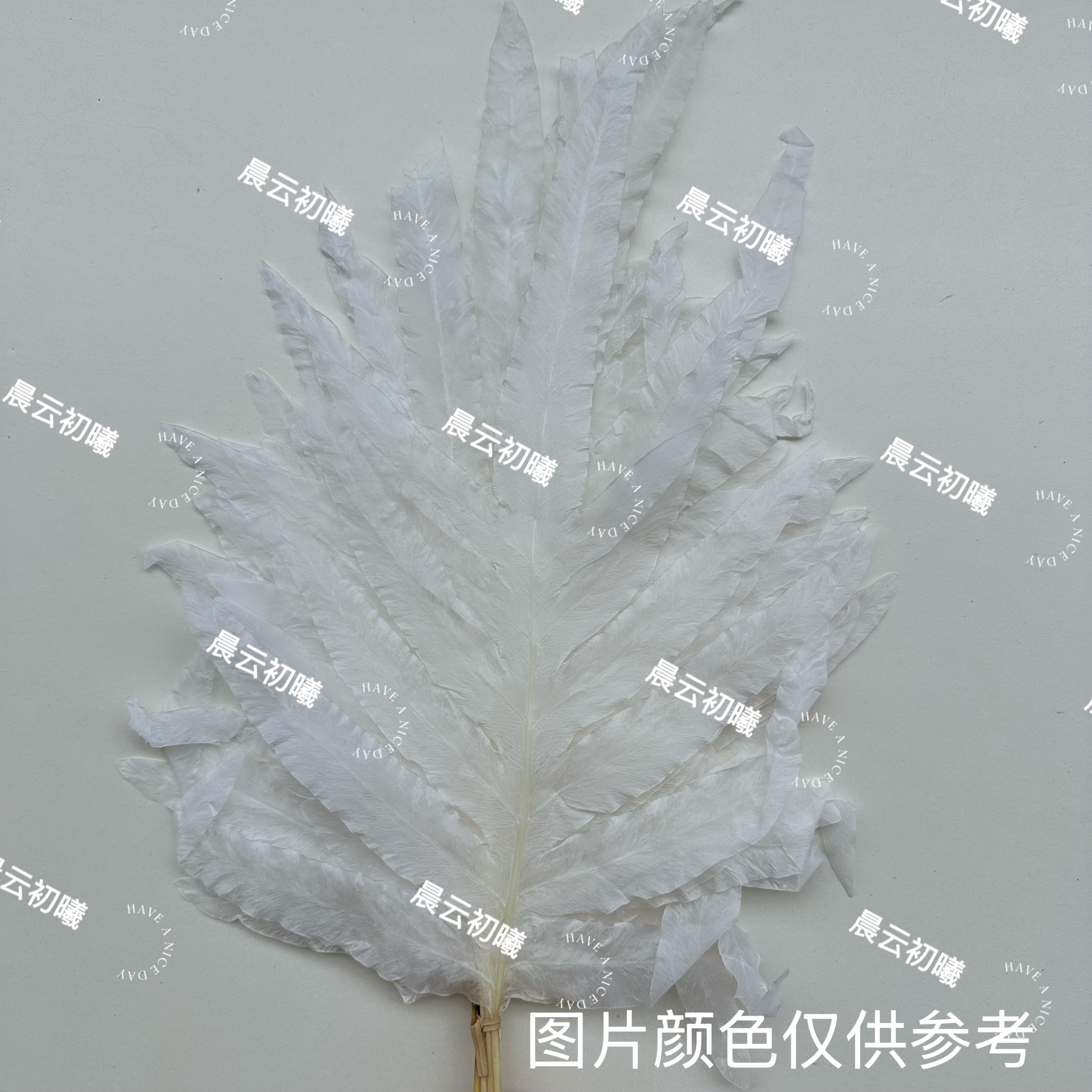 永生龙骨叶 软装插花 手工DIY 配花配草