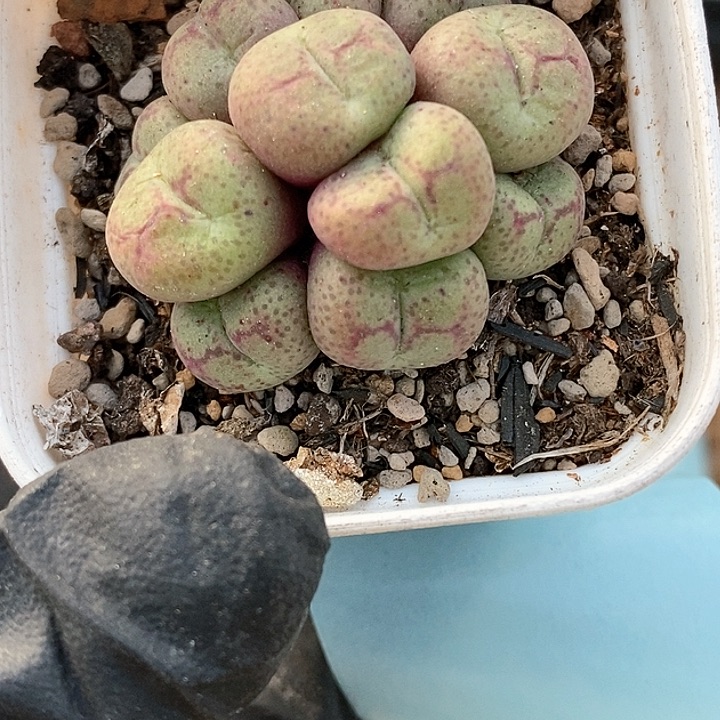 桃喜花园0117-21猴杂