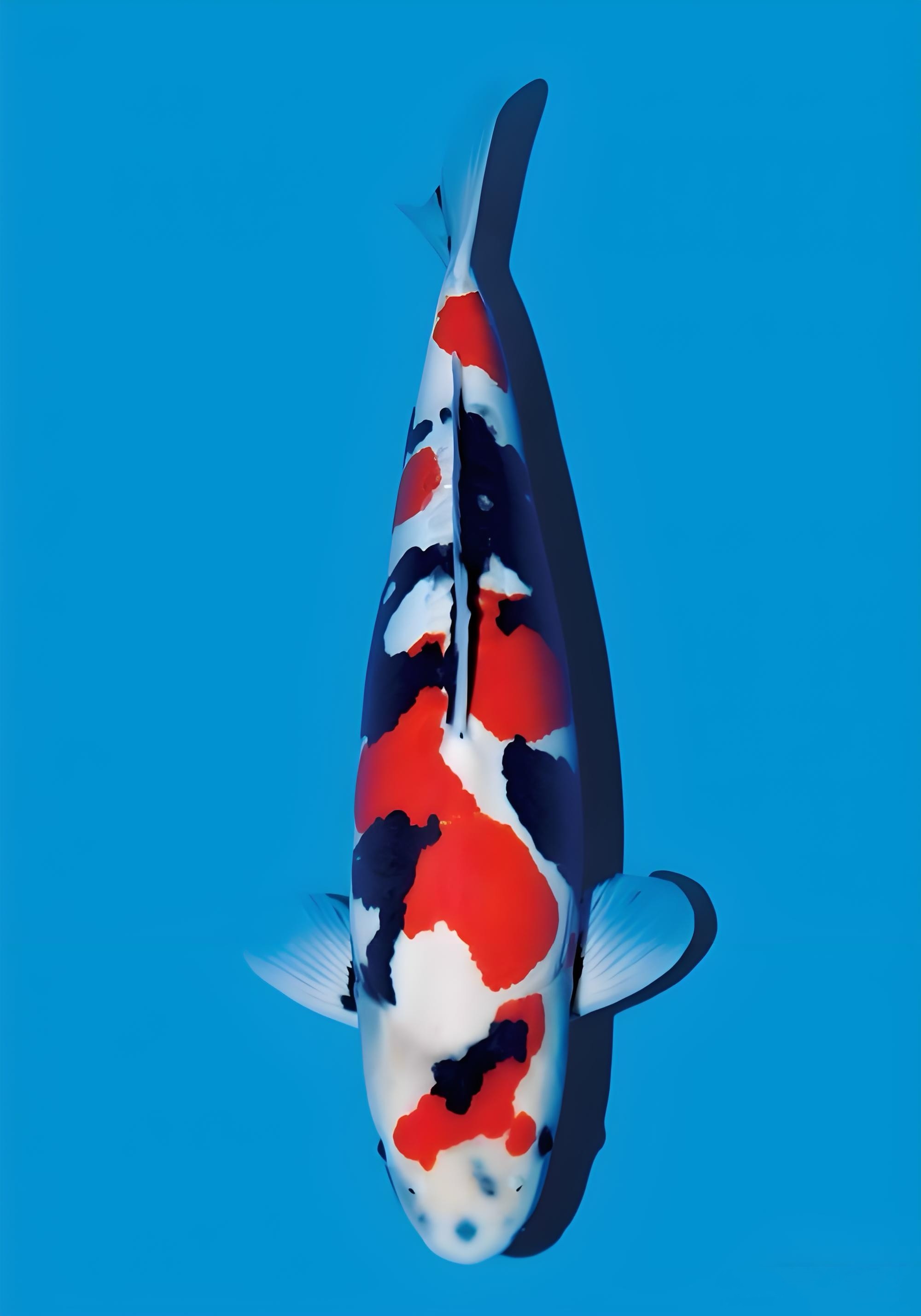 3【一物一拍】观赏鱼锦鲤  冷水鱼 淡水鱼