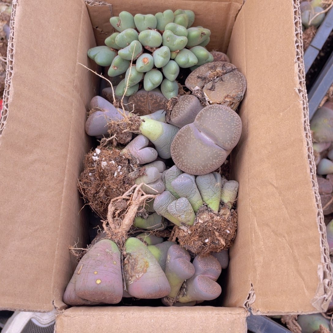 一箱母本888888888888