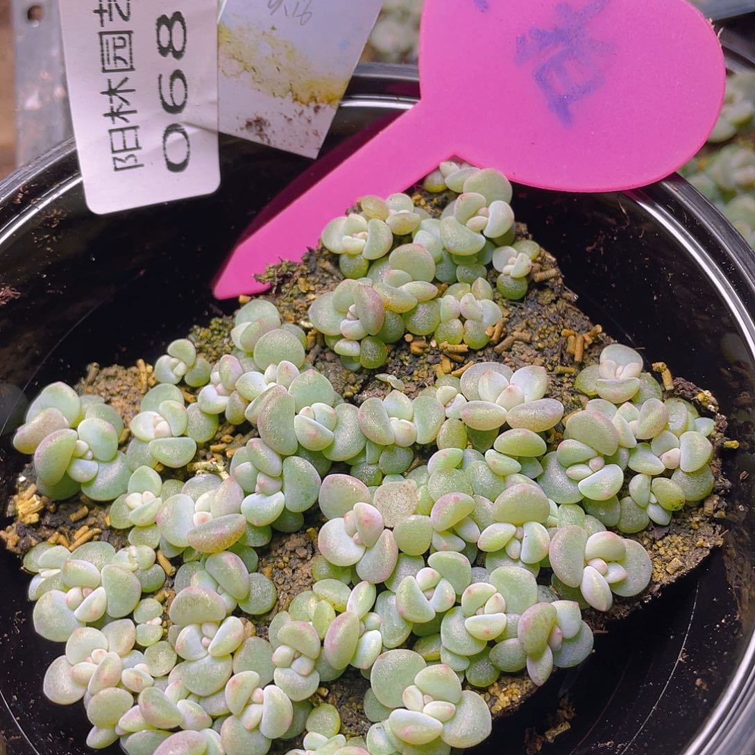 量拍多肉植物多肉植物681