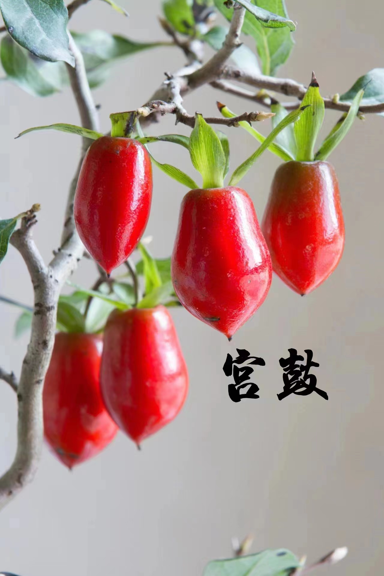 老鸦柿绿植客厅阳台办公室茶室卧室会客厅