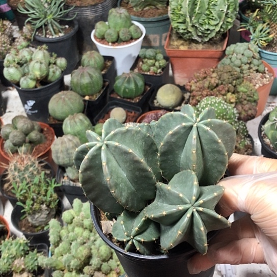 若***啡无花朵微刺虾带盆土包邮