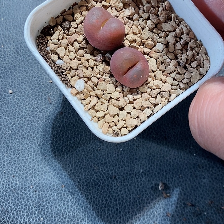 31406。   吕毛。     