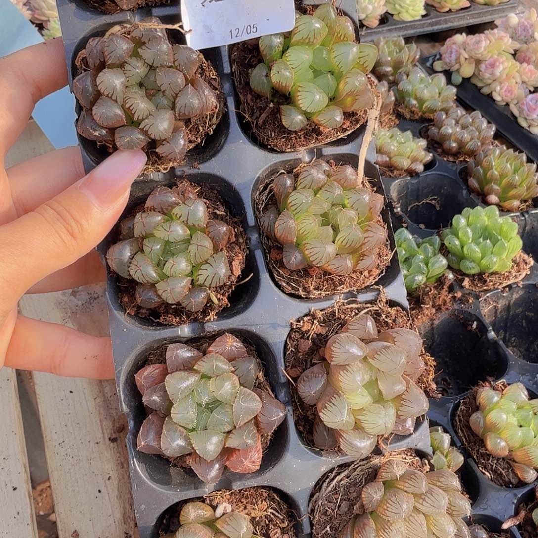 直播福利一物一拍21