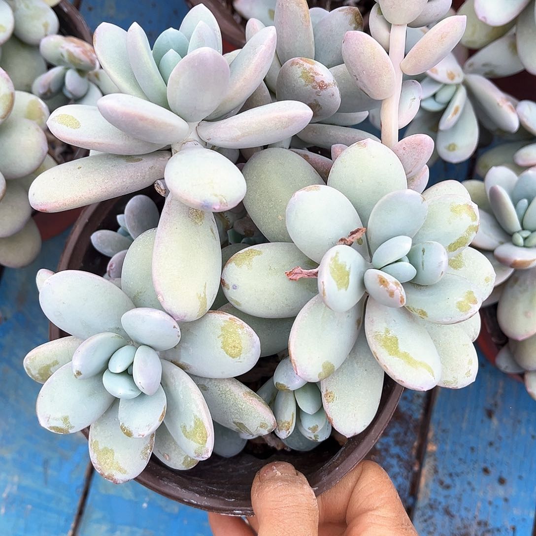 雪美人9.99多肉植物