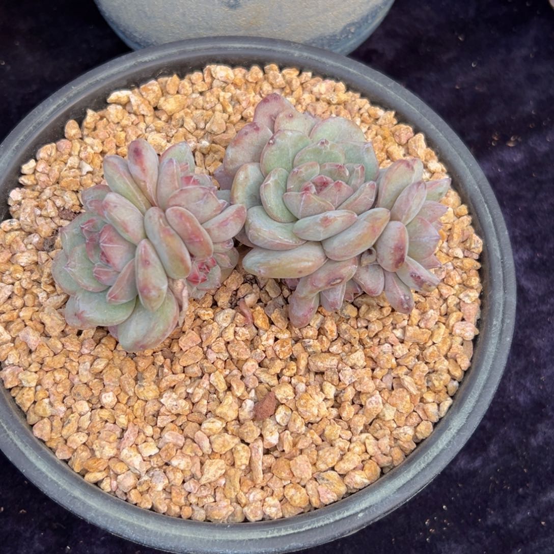 新年快乐 新年快乐