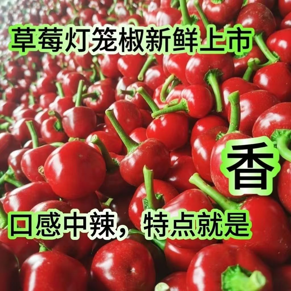 红辣椒灯笼椒新鲜红色草莓椒红灯笼特辣魔鬼辣泡椒泡菜剁椒