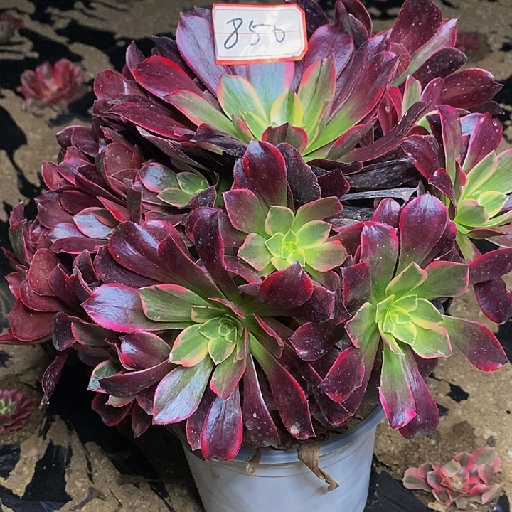 杰***妈金丝雀老桩捧花850号