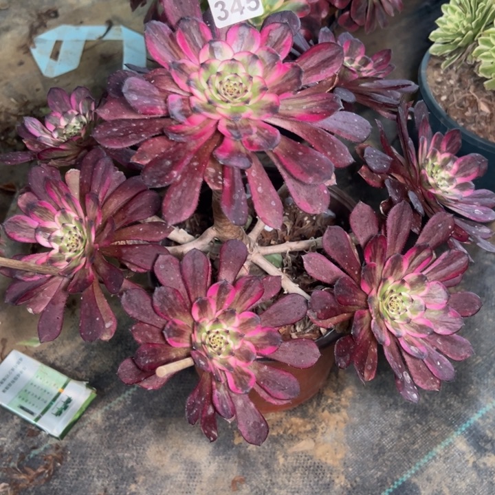 红金刚345多肉法师一物一拍