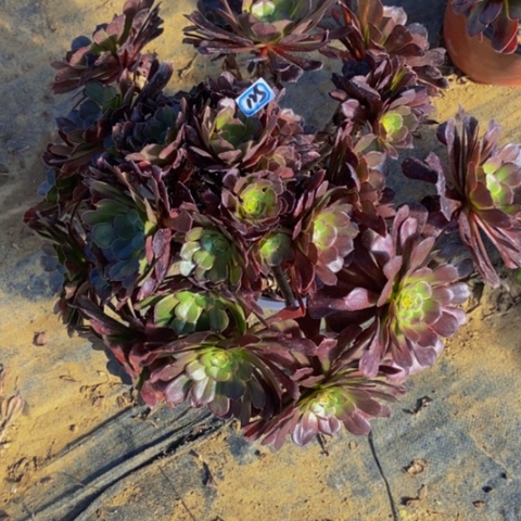 黑萝莉朵朵多肉植物125多肉