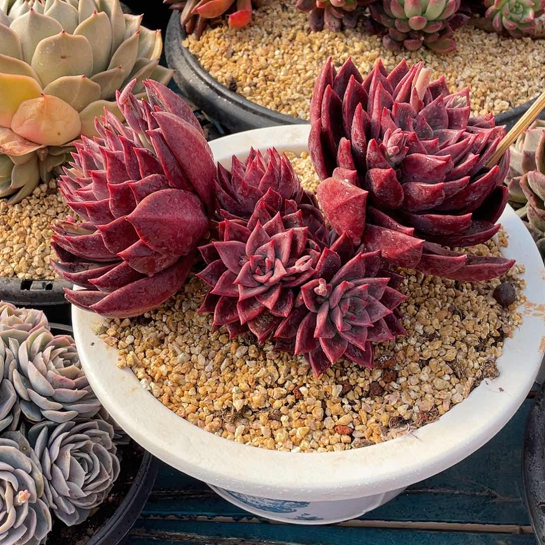 唐卡多肉植物多肉