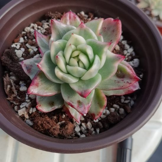 宽乌白覆轮锦单头盖带根