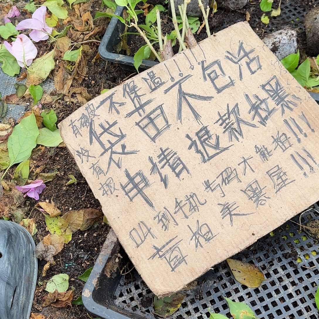 芙***开当前无花栽培后可以开花袋苗盲盒三颗不包活8