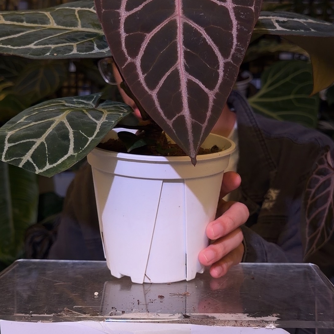 完全开放F672神奇男孩杂熔岩白雪